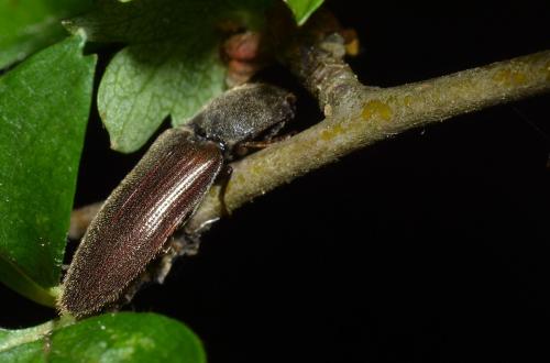 Réf. 135 681 : Athous haemorrhoidalis