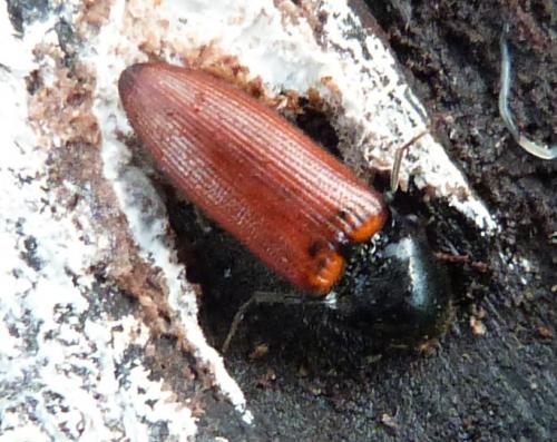 Ampedus pomorum