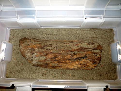 Calicnemis sp.