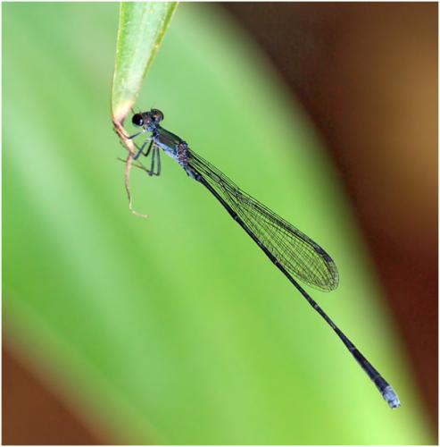 Epipleoneura venezuelensis