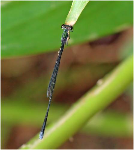Epipleoneura venezuelensis