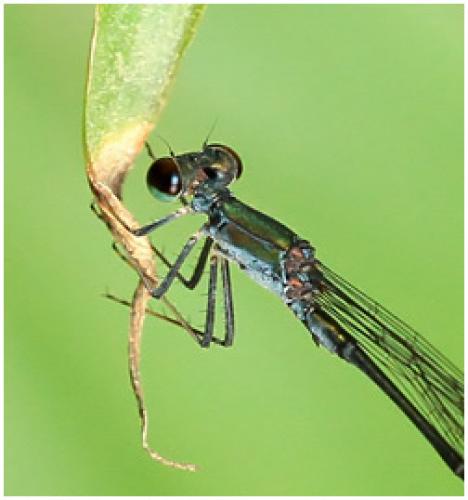 Epipleoneura venezuelensis