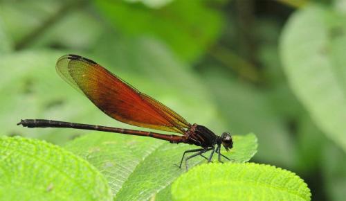 Euphaea ochracea