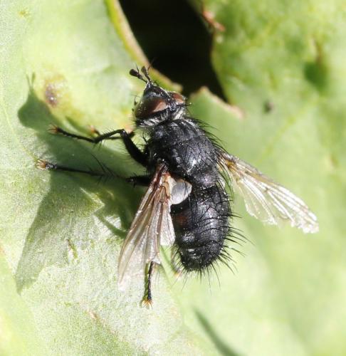 Panzeria caesia