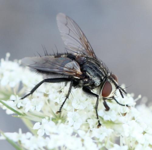 Exorista larvarum