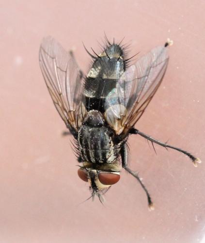 Réf. 135 486 : Exorista larvarum