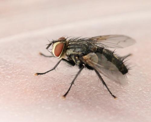 Exorista larvarum