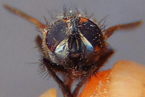 Musca autumnalis
