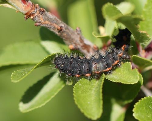 Saturnia sp.