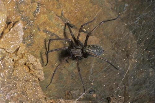 Réf. 135 285 : Tegenaria sp.