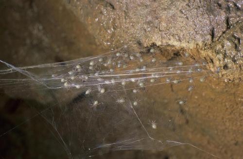 Tegenaria sp.