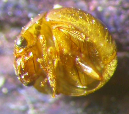 Réf. 135 841 : Agathidium seminulum