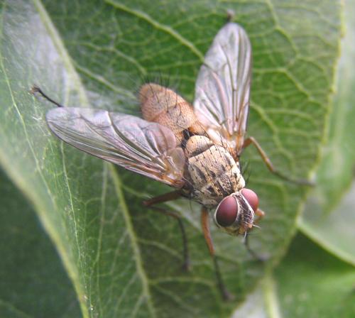Dexia rustica