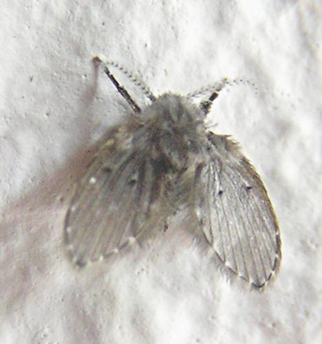 Clogmia albipunctata