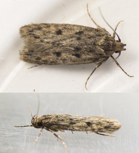 Hofmannophila pseudospretella