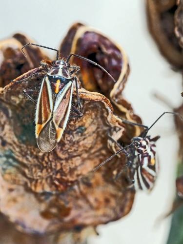 Horistus orientalis