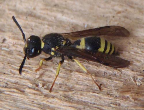 Réf. 135 906 : Ancistrocerus nigricornis