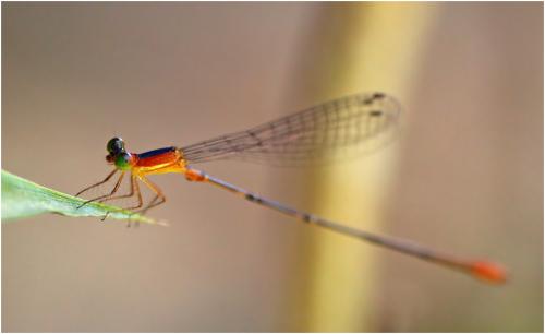Idioneura ancilla