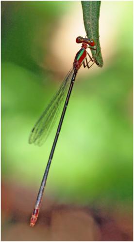 Idioneura ancilla