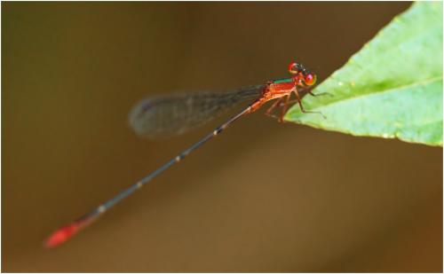 Idioneura ancilla