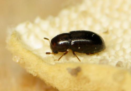 Octotemnus glabriculus