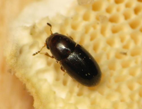 Octotemnus glabriculus
