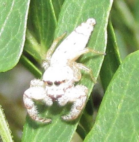 Hentzia sp.