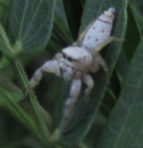 Hentzia sp.