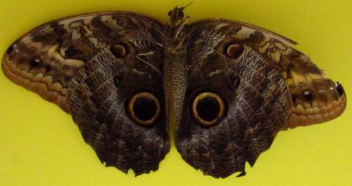 Réf. 135 996 : Caligo illioneus