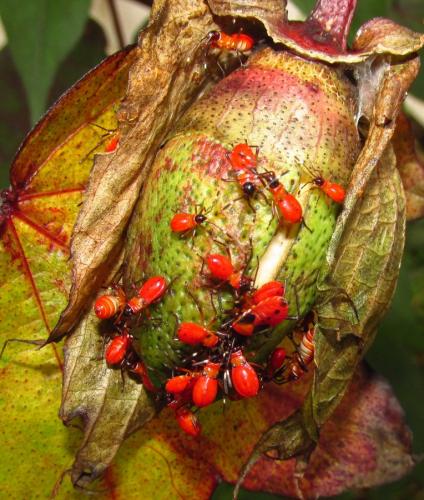 Dysdercus sp.