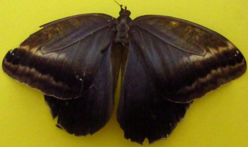 Réf. 135 997 : Caligo illioneus