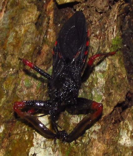 Beharus cylindripes