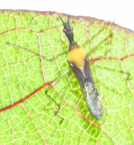 Zelus sp.