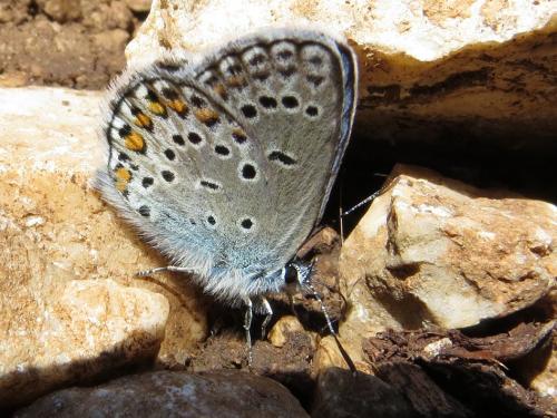 Réf. 135 592 : Plebejus sephirus