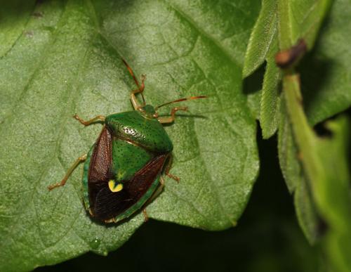 Ascra bifida