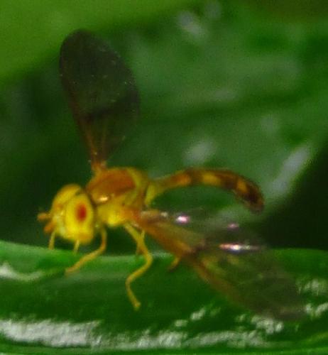 Ocyptamus sp.