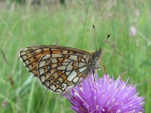 Boloria eunomia