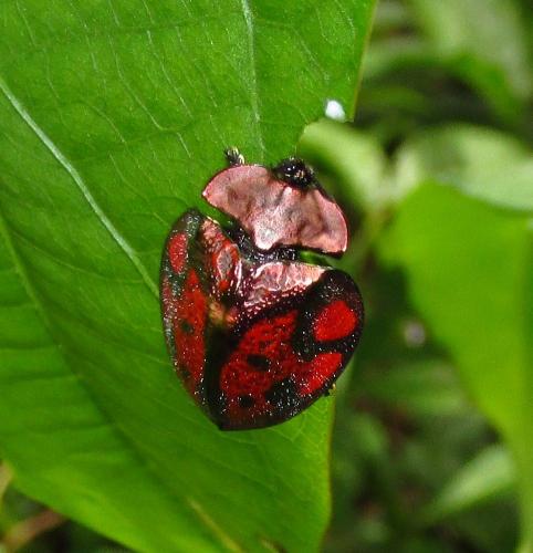 Stolas discoides
