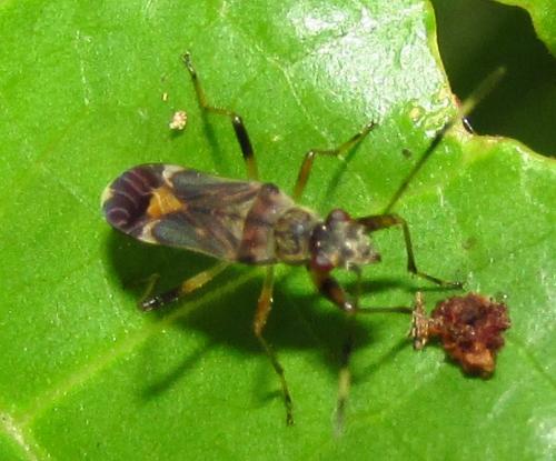 Réf. 135 313 : Pseudopachybrachius sp.
