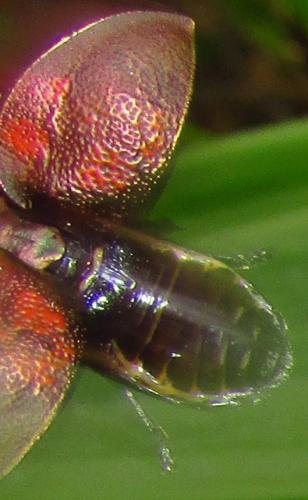 Stolas discoides