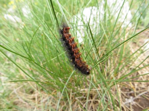 Chelis maculosa
