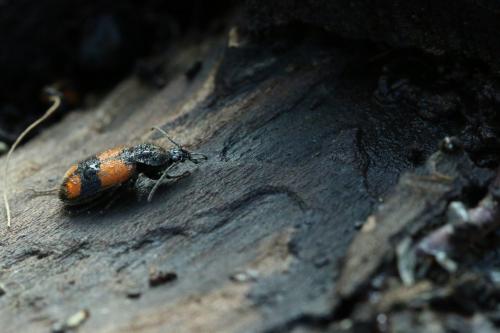 Réf. 135 858 : Panagaeus cruxmajor