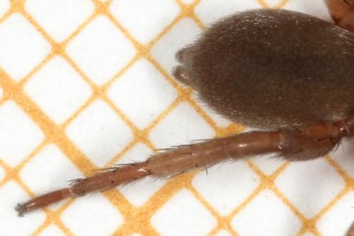 Drassodes sp.