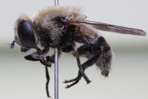 Merodon confusus