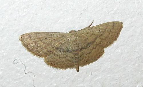 Réf. 135 675 : Scopula sp.