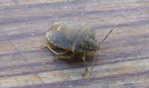 Dryadocoris apicalis