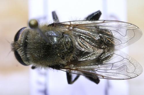 Réf. 135 011 : Merodon confusus