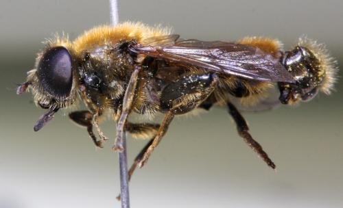 Merodon rufus