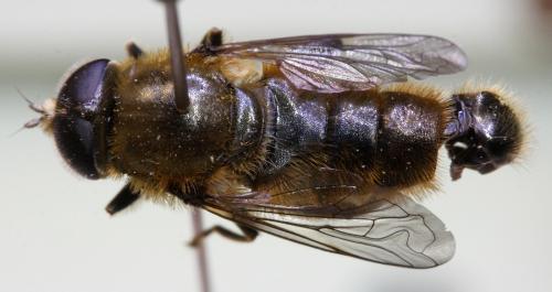 Merodon rufus