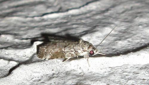 Réf. 135 937 : Nycteola mauritia
